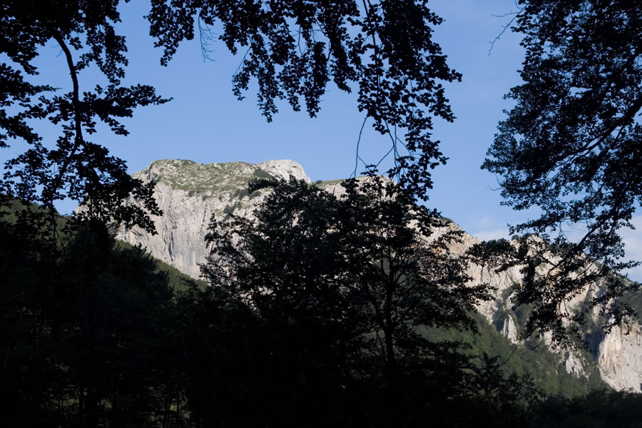 Gola glava, Cetina