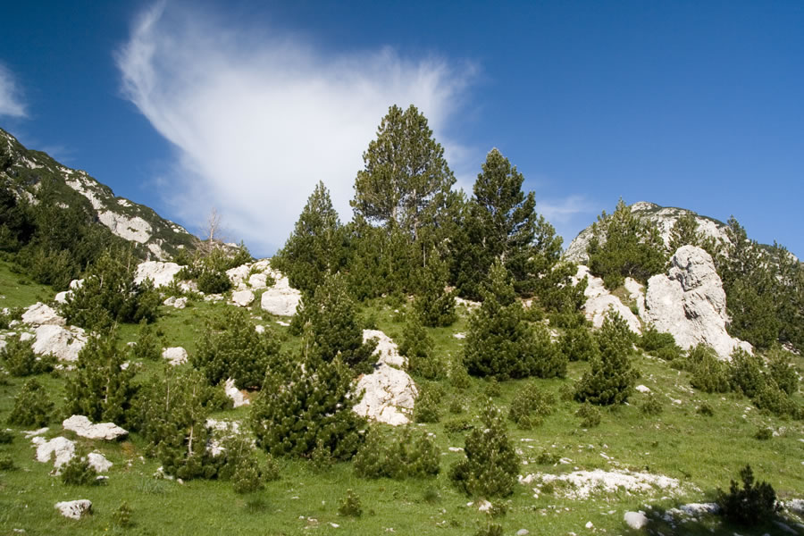 Borovci