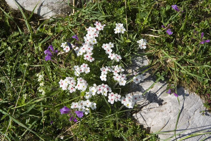 Šopek