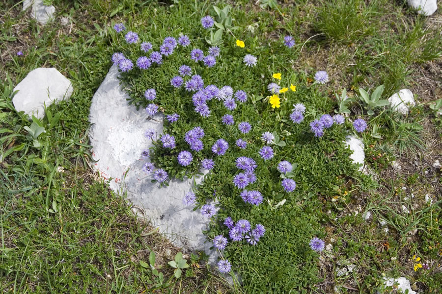 Mračice