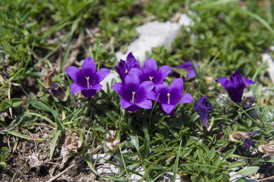 Vrčica