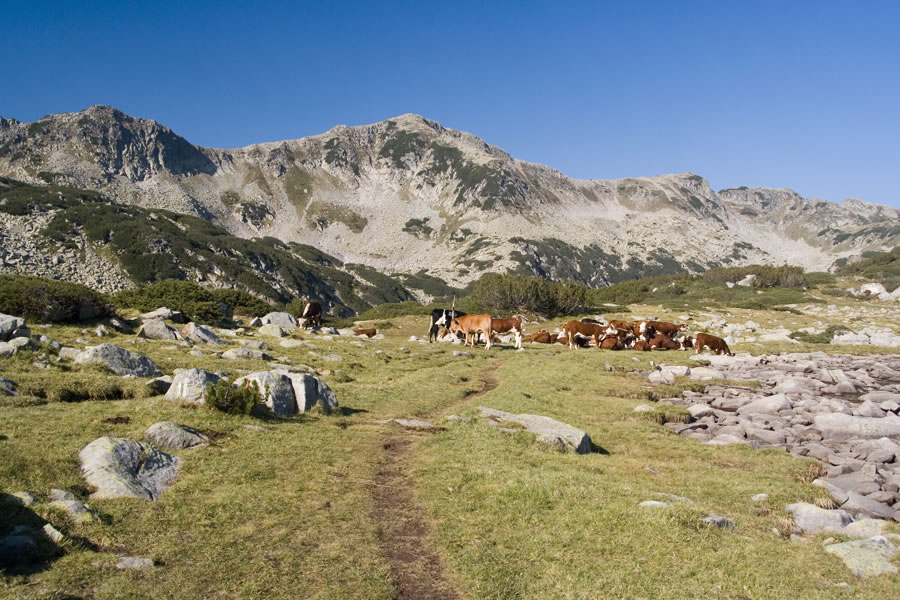 Karaulite