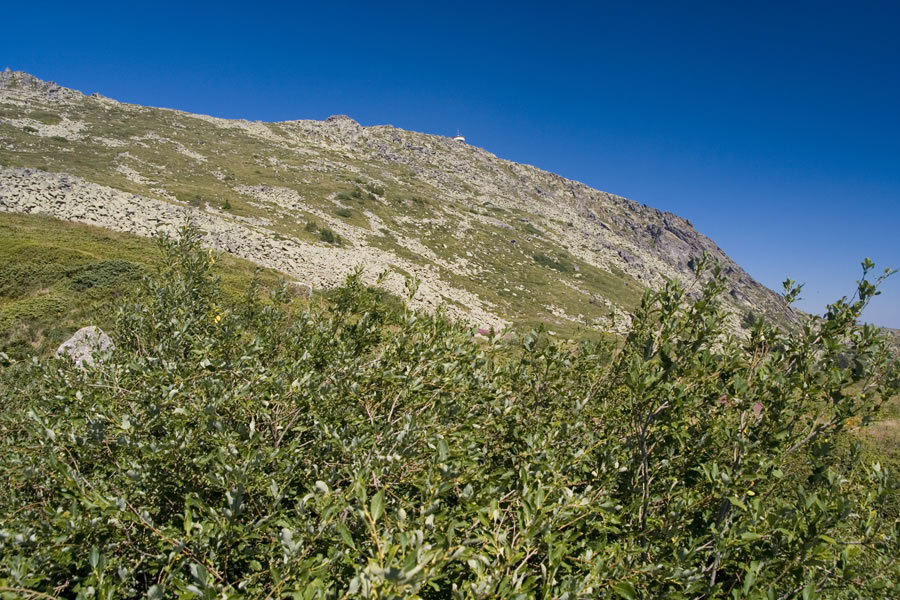 Vitoša