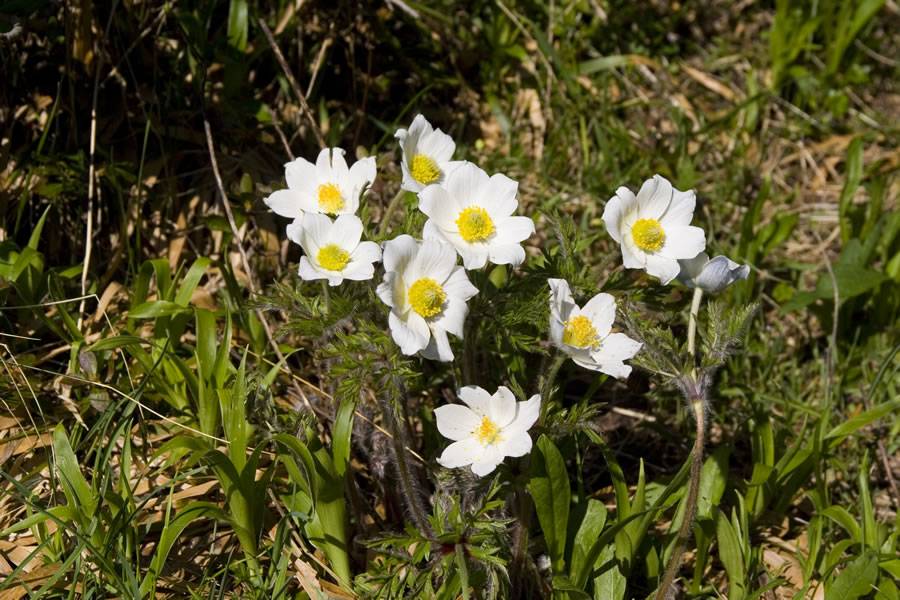 Alpska velesa