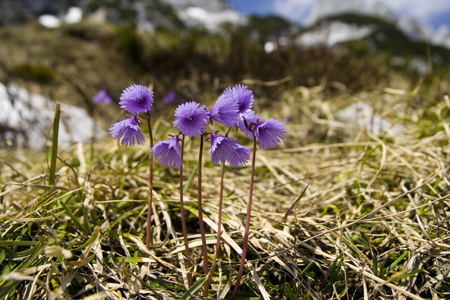 Alpski zvončki