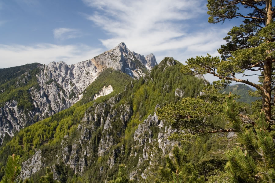 Tolsta Košuta in Kališnikovo poldne