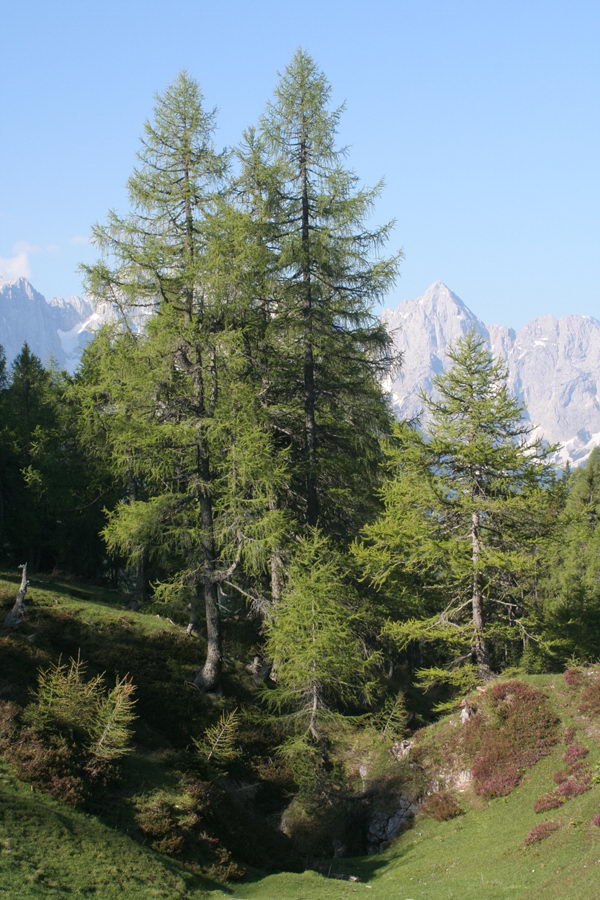 Pod Kresiščem