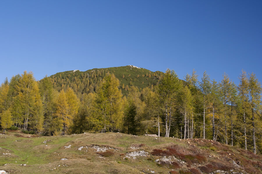 Križevnik