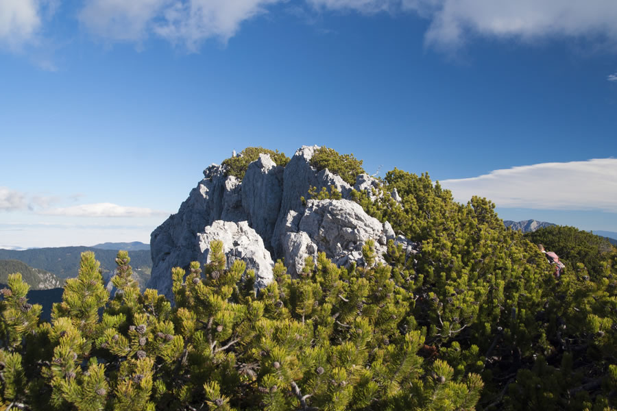 Vrh Križevnika