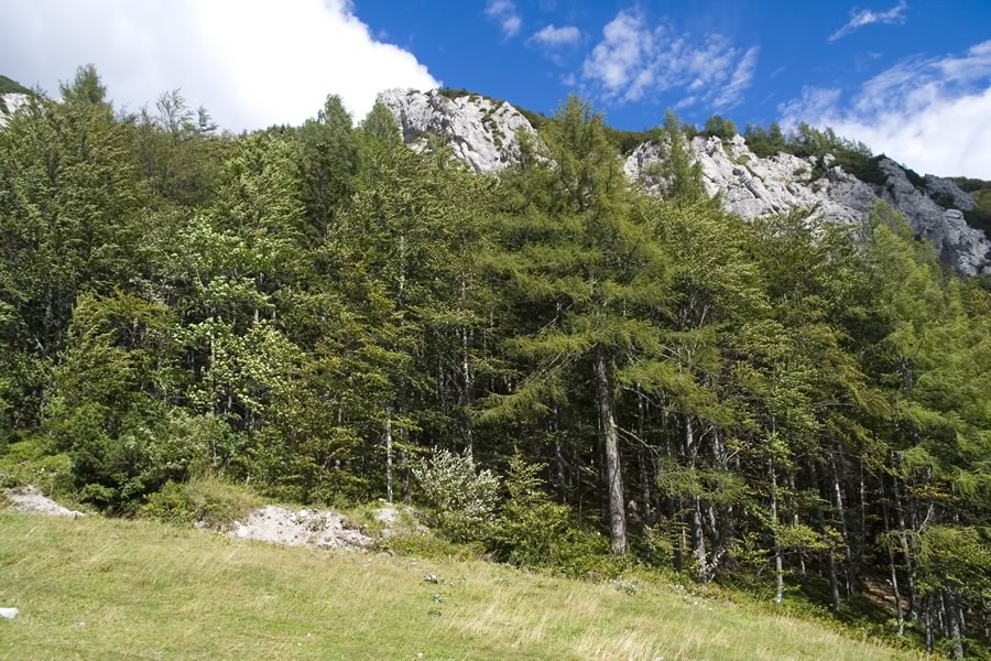 Ljubeljščica