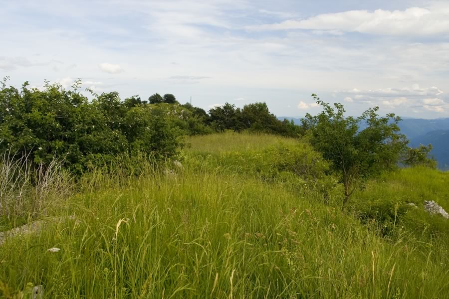 Vrh