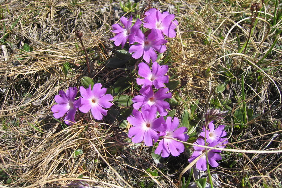 Wulfenov jeglič