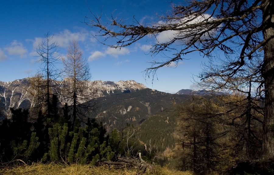 Tolsta Košuta