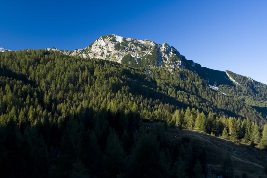 Kaluder
