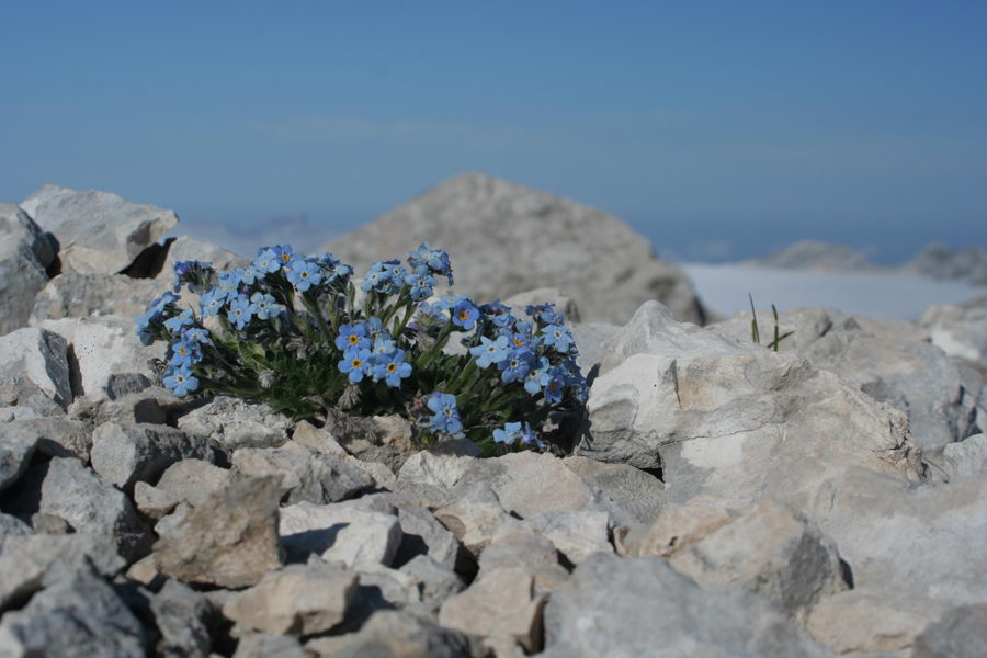 Triglavska neboglasnica