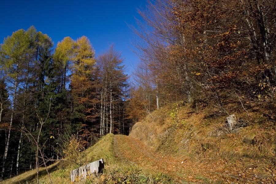 Proti Vošci