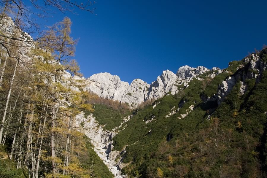 Zeleniške špice