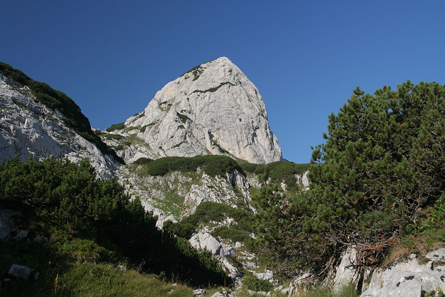 Obla glava