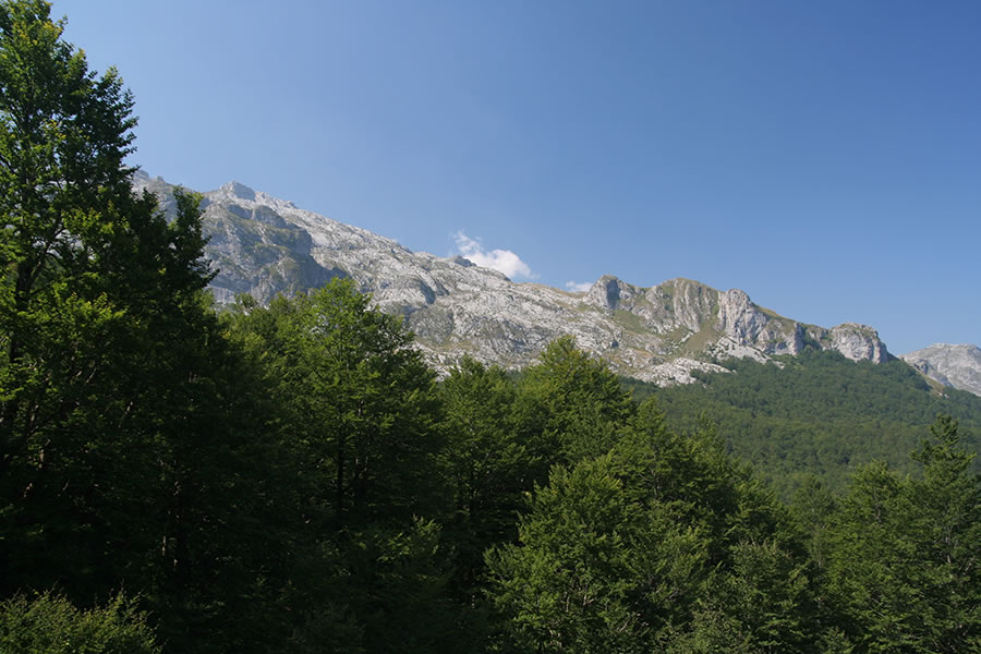 Bjelić
