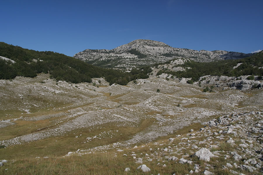 Subra