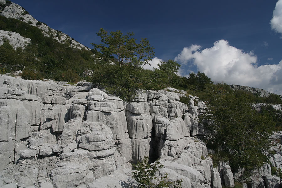 Platoji