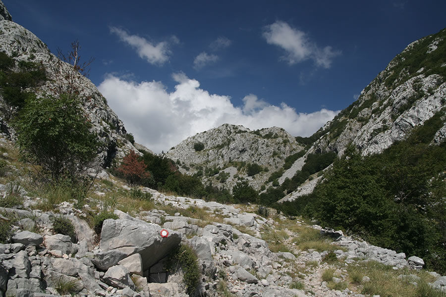 Vratlo