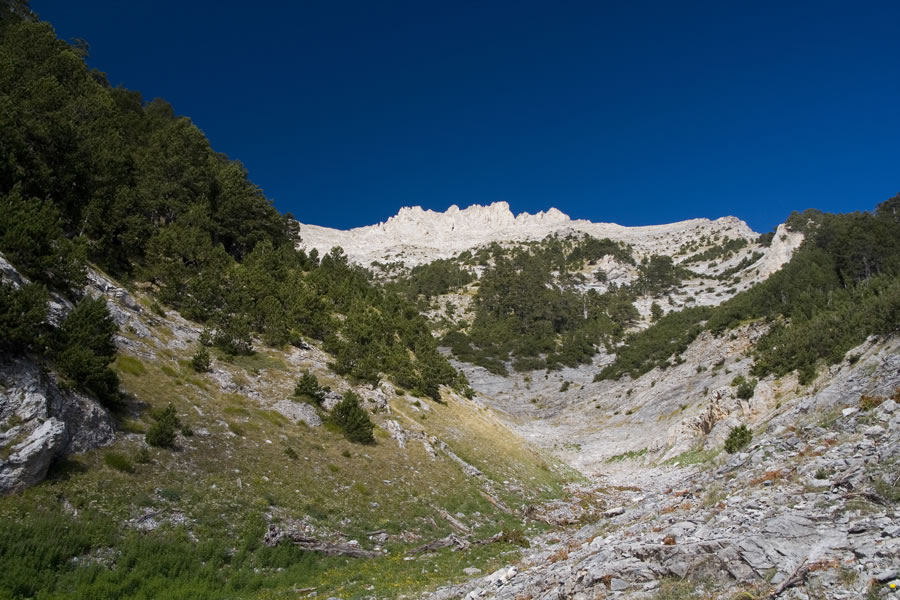 Mitikas
