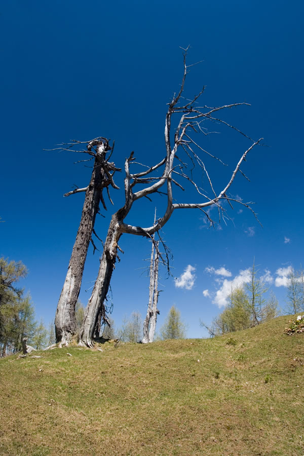 Viharnik