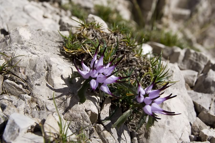 Šopasti repušnik