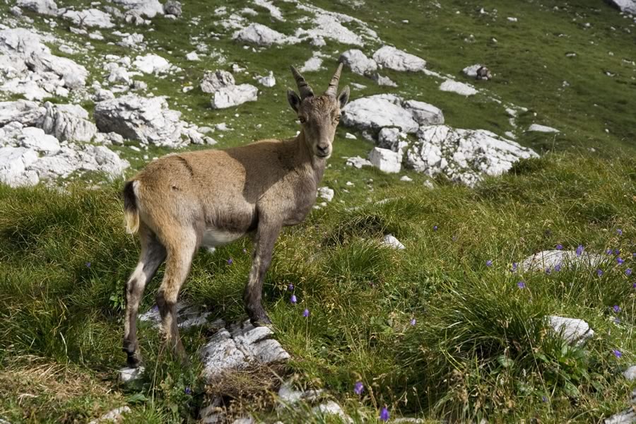 ...kjer domuje prav posebna družina