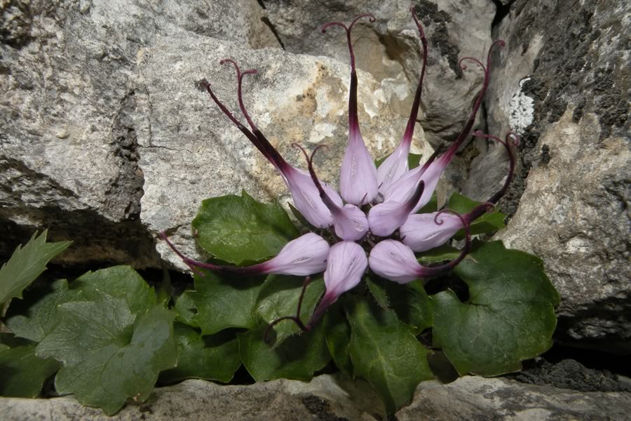 Repušnik