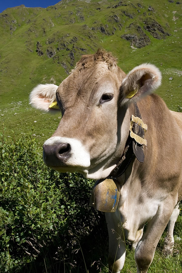 Katka