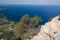 Pogled