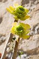 Valldemossa