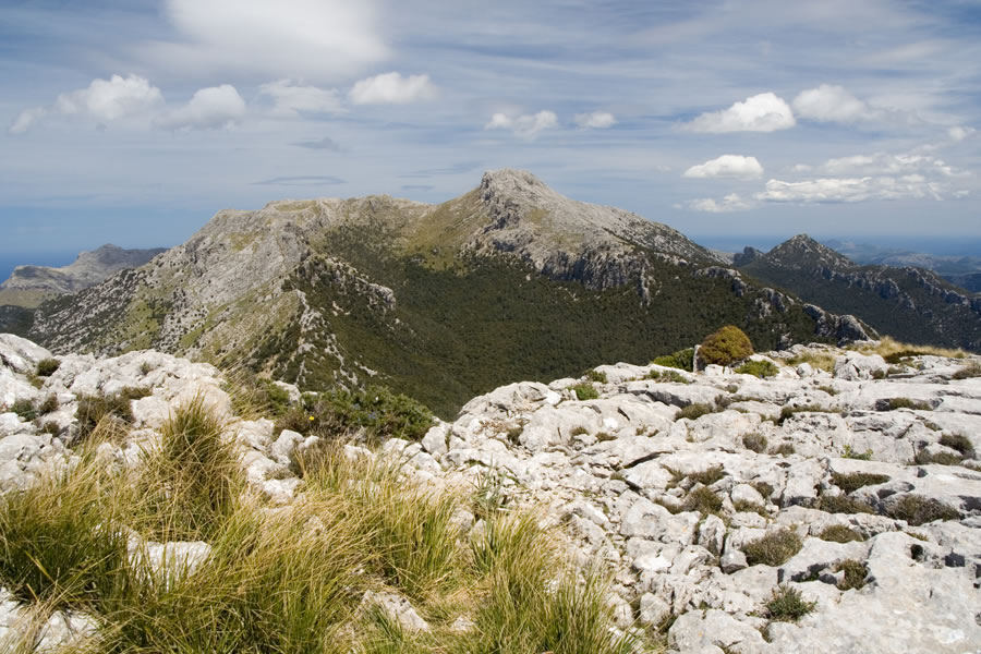 Massanella