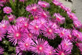 Šopek