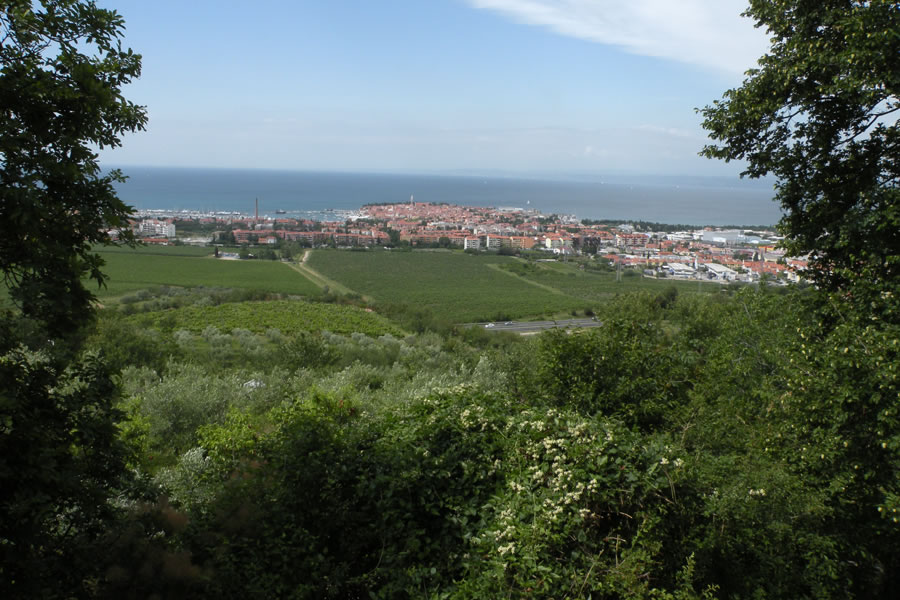 Izola