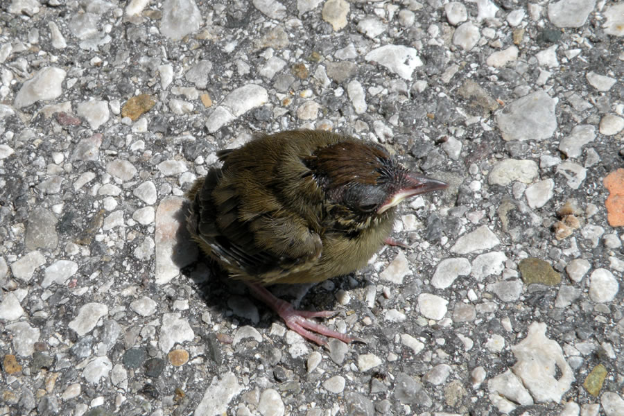 Ptiček