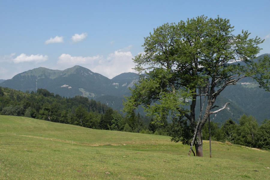 Lajnar in Dravh