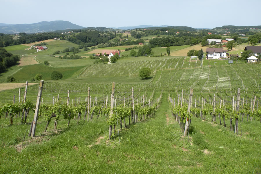 Slovenske gorice
