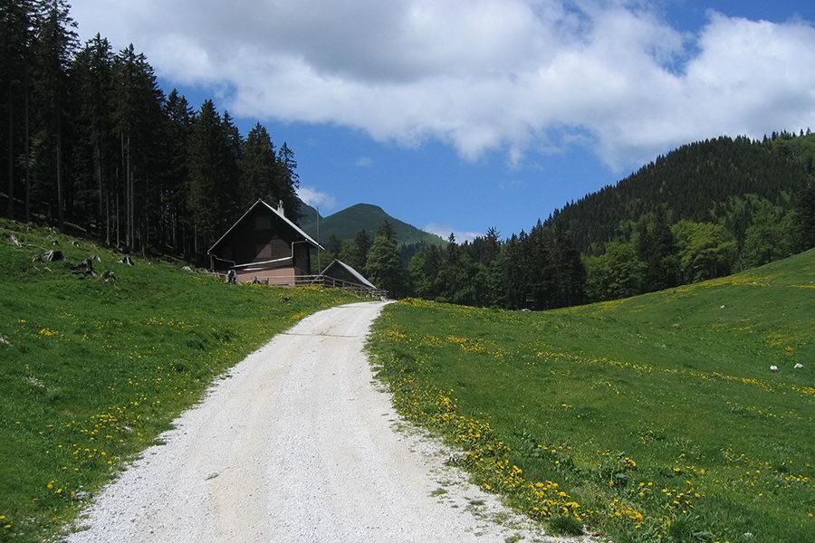Pusti rovt