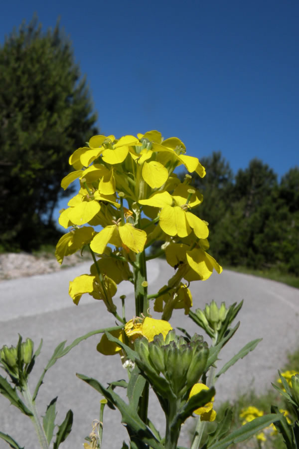 Rožica