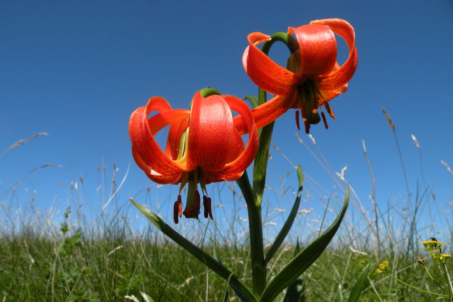 Lilija