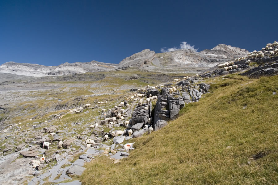 Ovčke