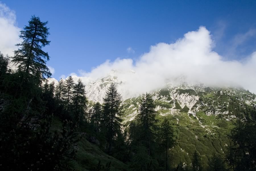 Sramežljivke nad Zadnjo Trento