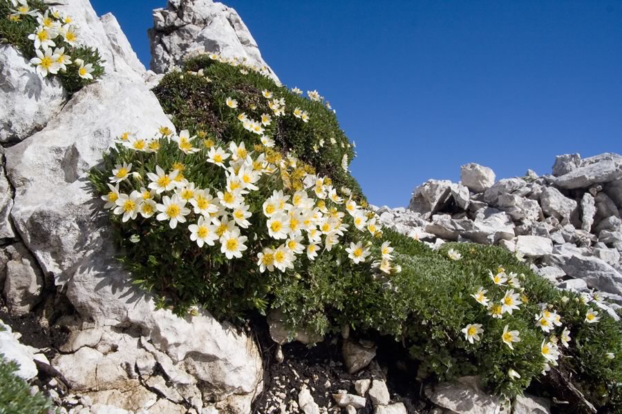 Alpska velesa