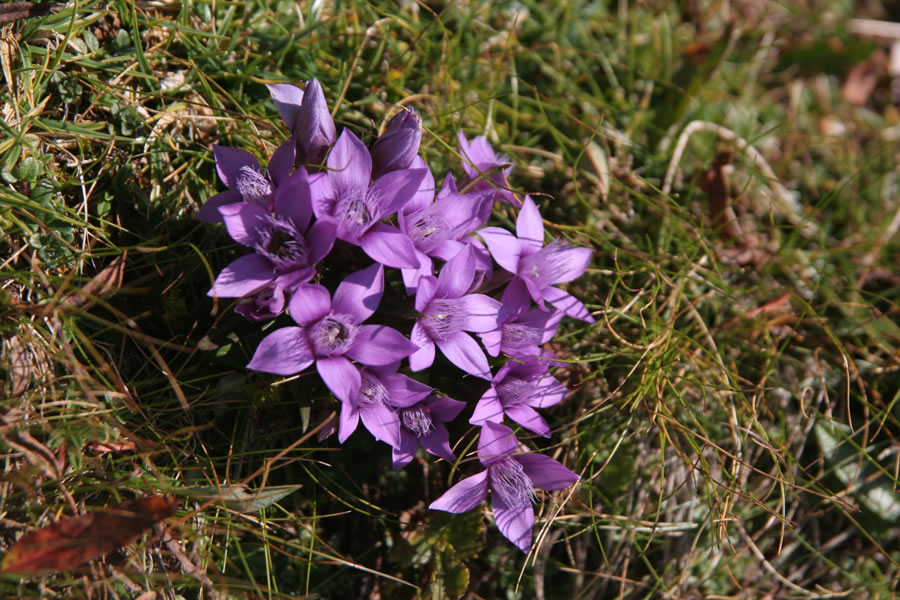 Rožce