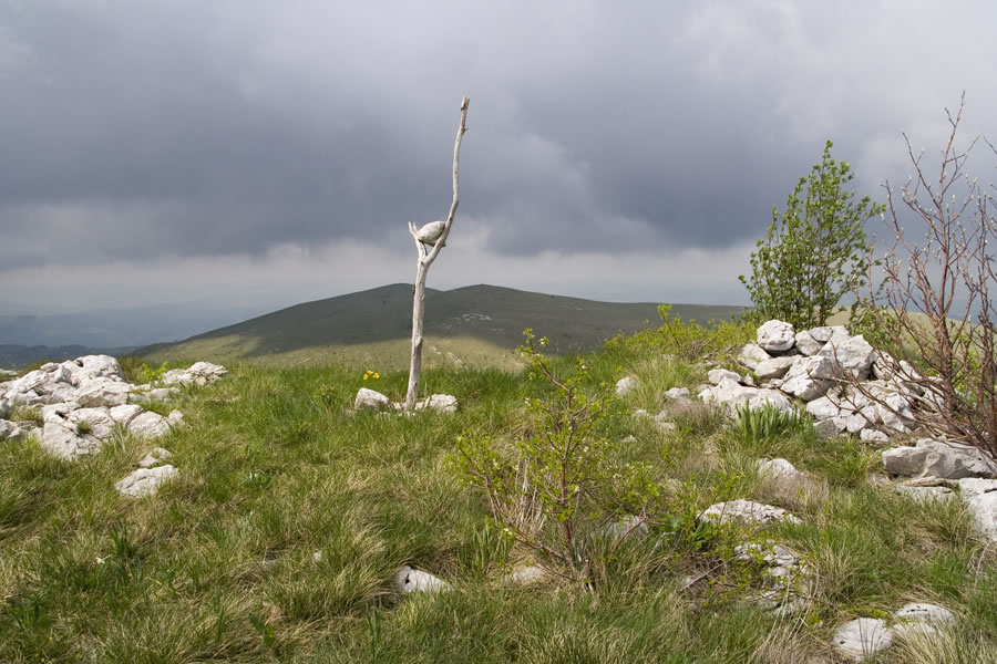 Kavčič