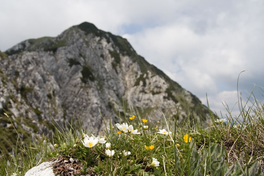 Proti Rodici