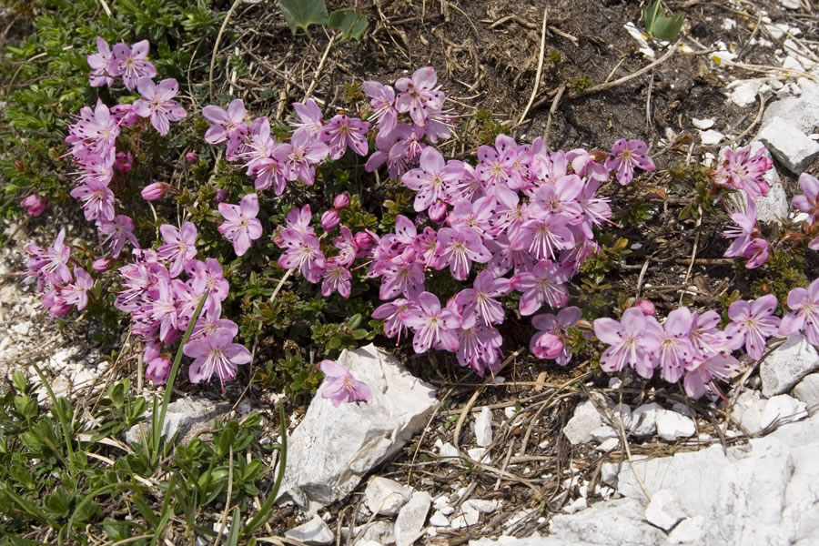 Slečnik